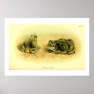 Vintage Scientific Illustration Spadefoot Toad Poster