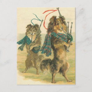 Vintage Scottish piper dogs collies Postcard