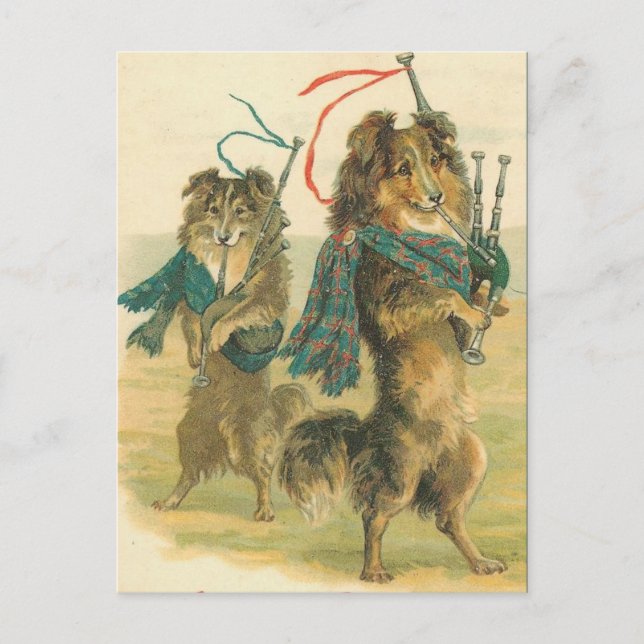 Vintage Scottish piper dogs collies Postcard (Front)