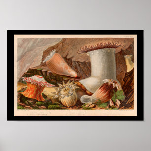 Vintage Sea Anemone Ocean Life Art Print