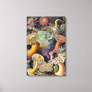 Vintage Sea Anemones, Actiniae by Ernst Haeckel Canvas Print