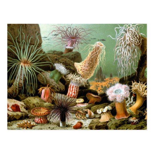 Vintage Sea Anemones, Marine Life Animals Postcard