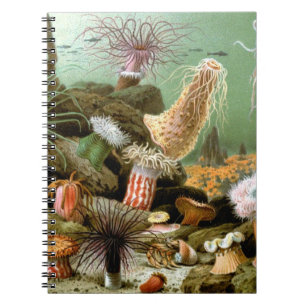 Vintage Sea Anemones, Marine Life Ocean Animals Notebook