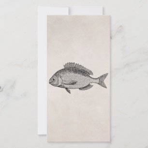 Vintage Sea Bream Fish Retro Fishes Parchment