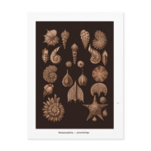 Vintage Sea Life Illustration Postcard