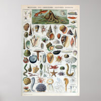 Vintage Sea Life Mollusks