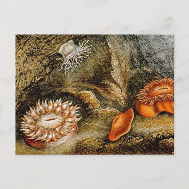 Vintage Sea Life Postcard (Front)