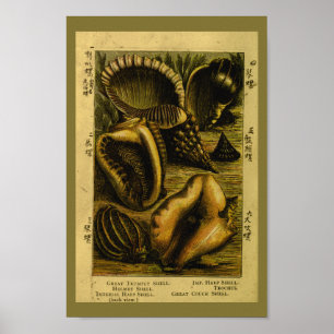Vintage Sea Shells Conch Ocean Art Print