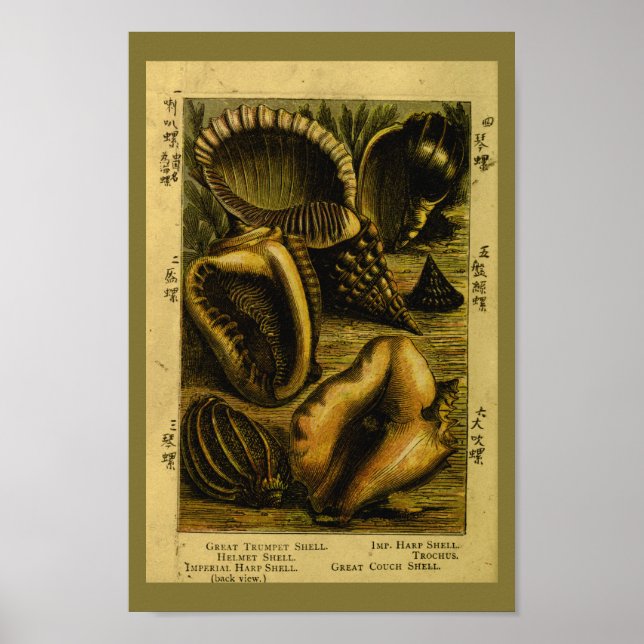 Vintage Sea Shells Conch Ocean Art Print (Front)