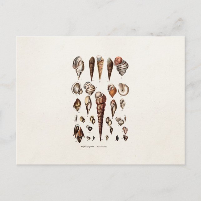 Vintage Sea Shells Personalized Retro Auger Shell Postcard (Front)