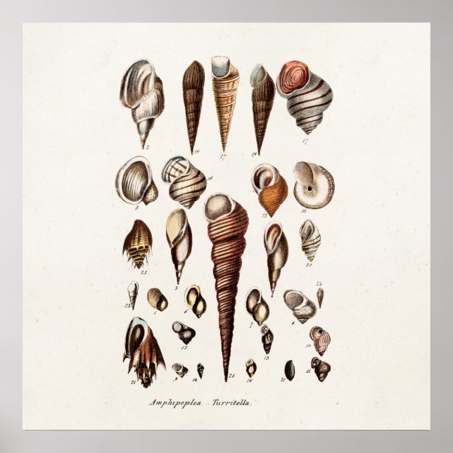 Vintage Sea Shells Personalized Retro Auger Shell Poster (Front)