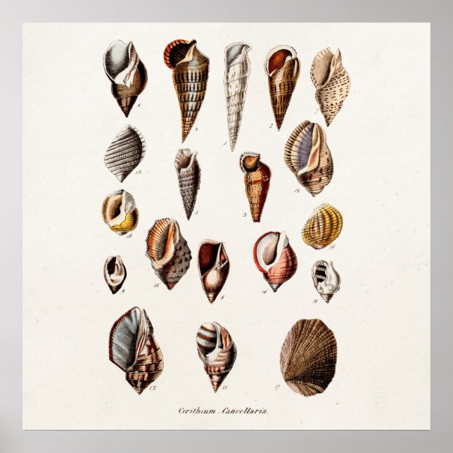 Vintage Sea Shells Personalized Retro Auger Shell Poster (Front)