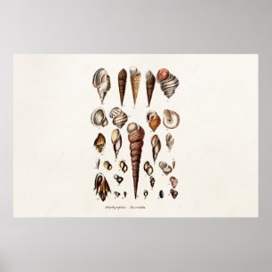 Vintage Sea Shells Personalized Retro Auger Shell Poster