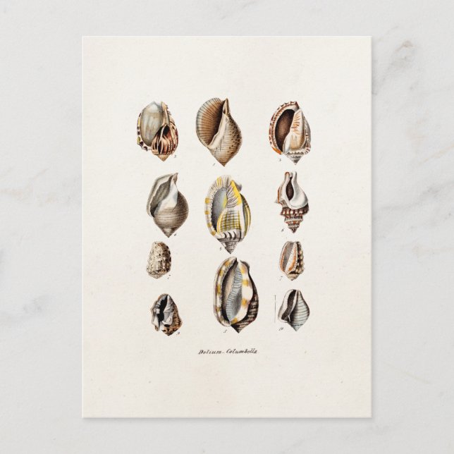 Vintage Sea Shells Personalized Retro Berge Shell Postcard (Front)