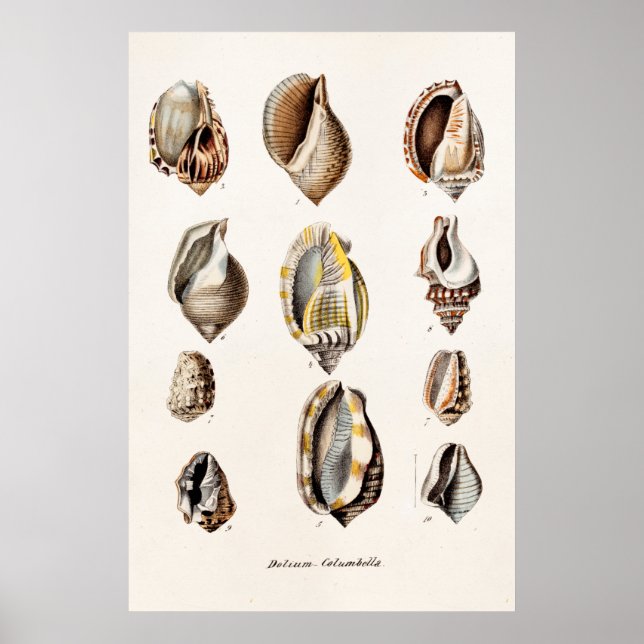 Vintage Sea Shells Personalized Retro Berge Shell Poster (Front)