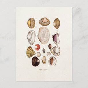 Vintage Sea Shells Personalized Retro Clam Shell Postcard