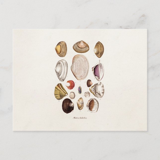 Vintage Sea Shells Personalized Retro Clam Shell Postcard (Front)