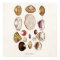 Vintage Sea Shells Personalized Retro Clam Shell