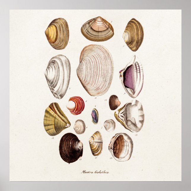 Vintage Sea Shells Personalized Retro Clam Shell Poster (Front)