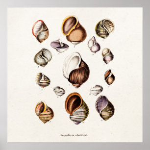 Vintage Sea Shells Personalized Retro Snail Shell Poster