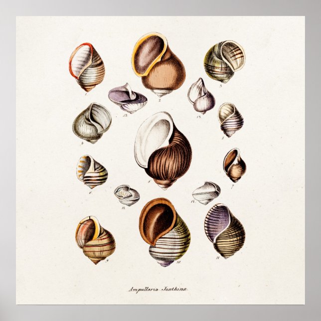 Vintage Sea Shells Personalized Retro Snail Shell Poster (Front)