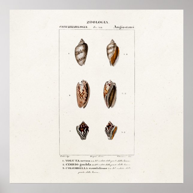 Vintage Sea Shells Personalized Shell Illustration Poster (Front)