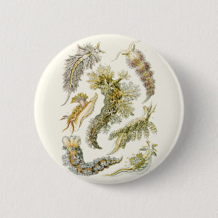 Vintage Sea Slugs and Snails by Ernst Haeckel 2 Inch Round Button