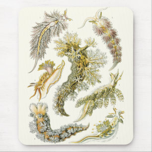 Vintage Sea Slugs and Snails by Ernst Haeckel Mouse Pad