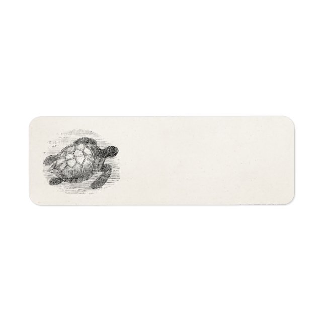 Vintage Sea Turtle Personalized Marine Turtles (Front)