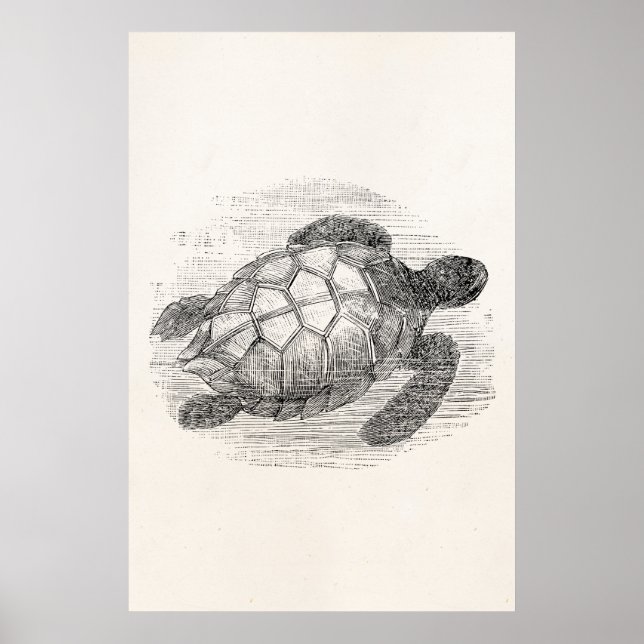 Vintage Sea Turtle Personalized Marine Turtles Poster (Front)
