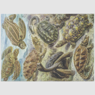 Vintage Sea Turtles and Land Tortoises Decoupage  Tissue Paper