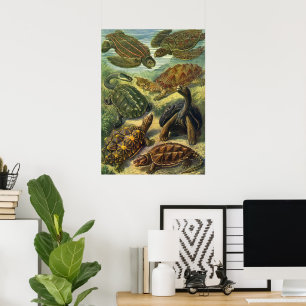 Vintage Sea Turtles and Tortoises by Ernst Haeckel Poster