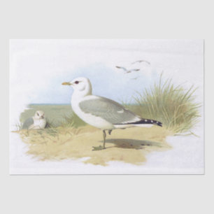 Vintage Seagull Bird Beach Grass Ocean Seaside Tissue Paper