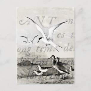 Vintage Seagulls Customized Retro Seagull Template Postcard