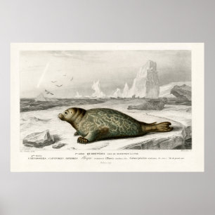 Vintage  Seal Illustration Poster