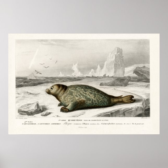 Vintage  Seal Illustration Poster (Front)