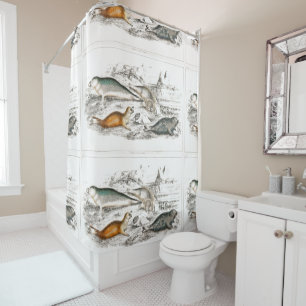 Vintage Seals Ocean Beach