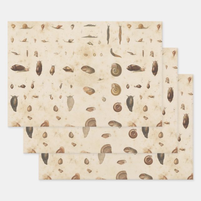 Vintage Seashell and Snail Wrapping Paper Sheet (Set)
