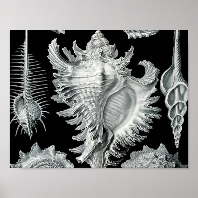 Vintage Seashell Print (Front)