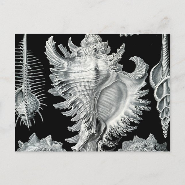 Vintage Seashell Print Postcard (Front)