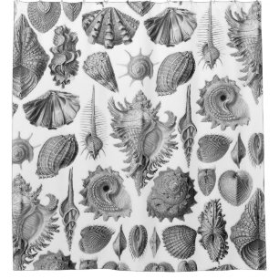 Vintage Seashells