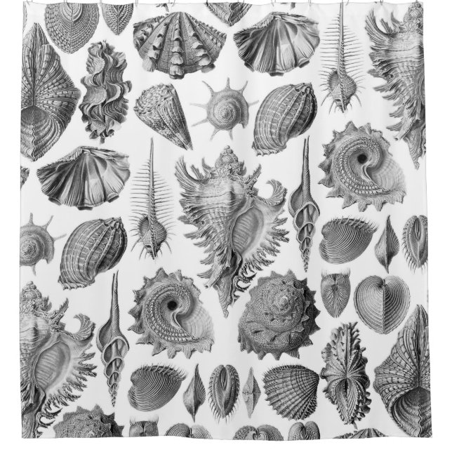 Vintage Seashells (Front)