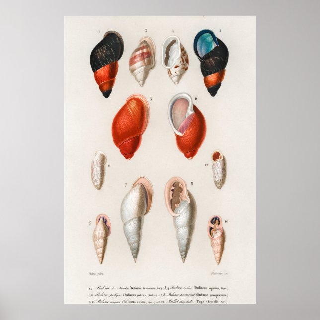 Vintage Seashells Illustration Poster (Front)