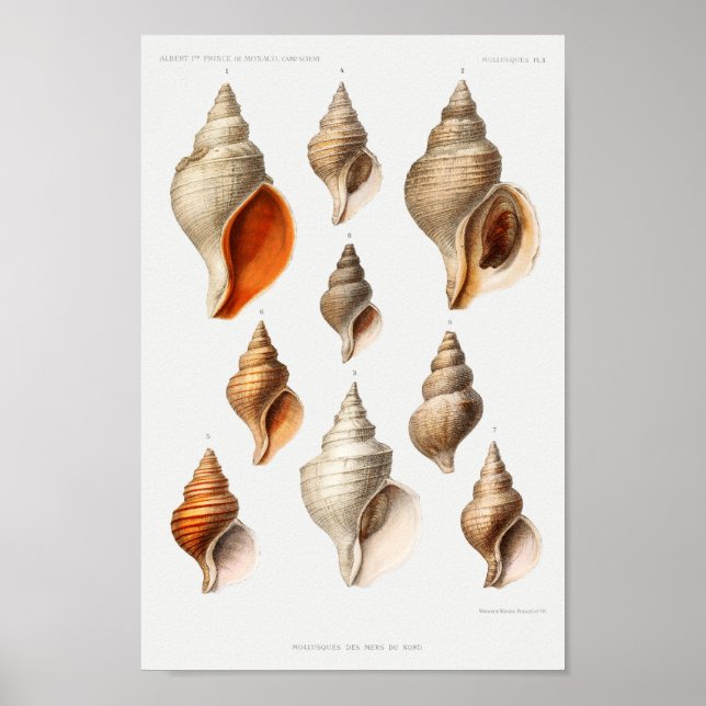 Vintage Seashells Illustration Poster (Front)