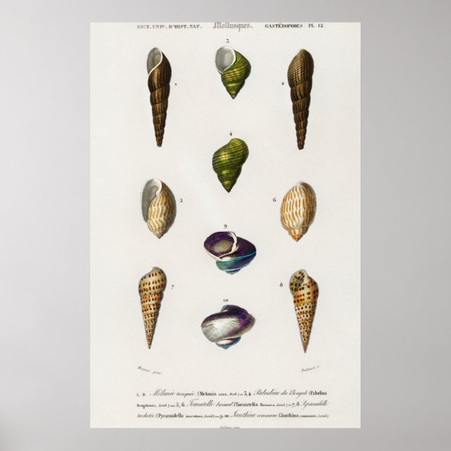 Vintage Seashells Illustration Poster (Front)