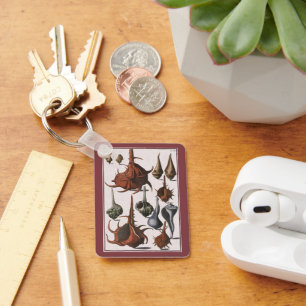 Vintage Seashells, Marine Life, Ocean Sea Shells Keychain