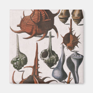 Vintage Seashells, Marine Life, Ocean Sea Shells Magnet