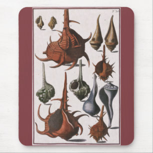 Vintage Seashells, Marine Life, Ocean Sea Shells Mouse Pad