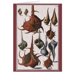 Vintage Seashells, Ocean Sea Shells Marine Life