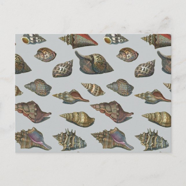 Vintage Seashells Postcard (Front)